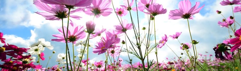 summer flowers