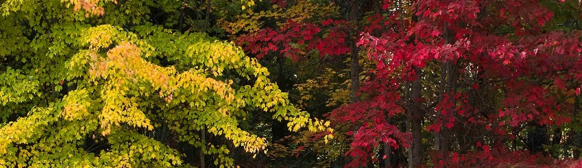 Jefferson Memorial Forest
