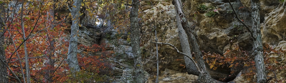 Pennyrile State Forest